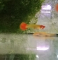 Preview: Koi Guppy, Poecilia reticulata "Koi"